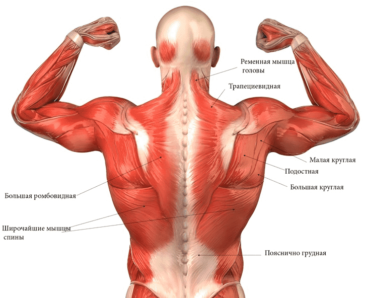 Упражнения для спины: цель и техника выполнения